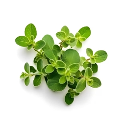 Feuille d'origan